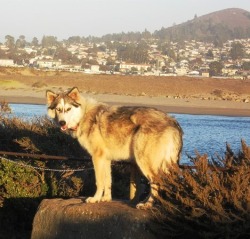 Thumperswolves Siberian and Wolf Huskies