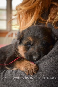 Seelenvoll German Shepherds