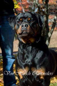 Von Hirsch Rottweilers