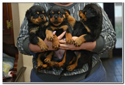 Vom Bullenfeld Rottweilers