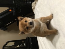 Allen Shiba Inu's