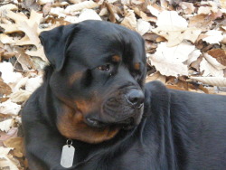 Sugarloaf Rotties