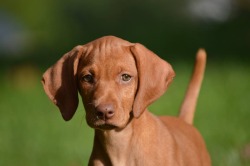 Smokey Mtn Vizslas