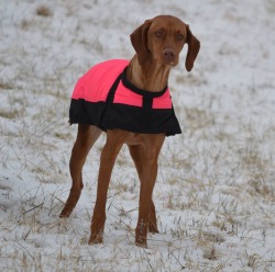 Smokey Mtn Vizslas