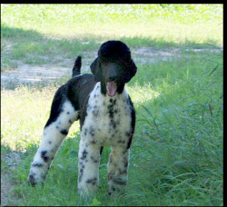 Reyahmi Standard Poodles