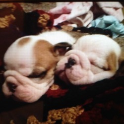 Good's  English Bulldogs