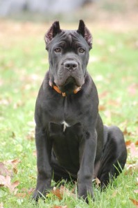 Brusco's Cane Corso