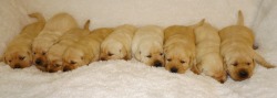 Chandler's Labradors