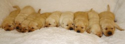 Chandler's Labradors