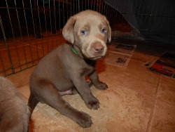 Silver Labradors