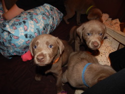 Silver Labradors