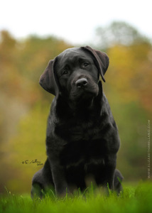 Russford Labradors