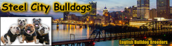 Steel City Bulldogs