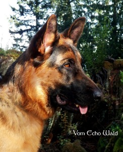 Vom Echo Wald Kennel