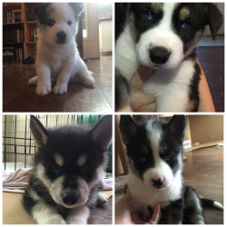 Husky Pups!