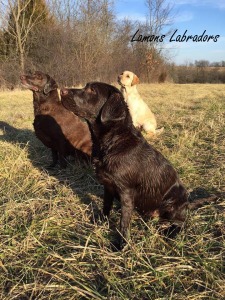 Lamons Labradors