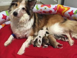 Sheltie Puppies