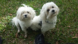 Becky's Maltese Babies