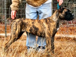 Trailhead Cane Corso