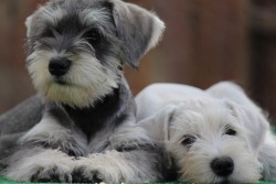 Socal mini schnauzers