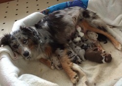 Harley Farm Aussies