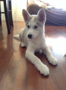 Snow White