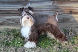 McDorable Miniature Schnauzers