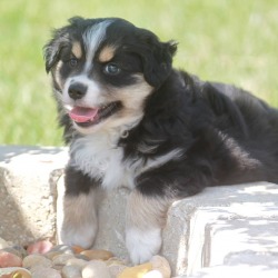 Sunflower Mini Aussies