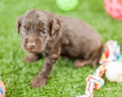 Rolling Meadows Labradoodles