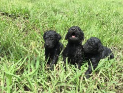 Country Poodles and Doodles