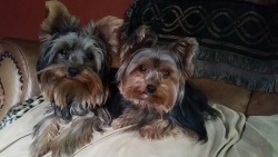 Yorkies by Design