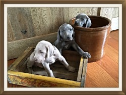 Warfordsburg Weimaraners