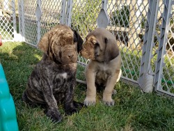 Central Coast Mastiffs