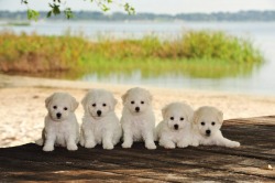 The Blessed Bichons