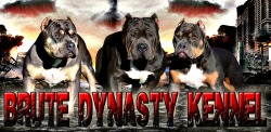 Brute Dynasty Kennel