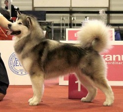 Ice Age Alaskan Malamutes