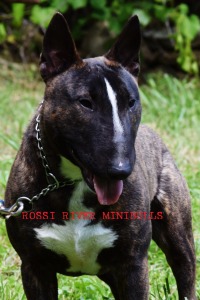 Rossi River Minibulls | AKC Miniature Bull Terriers