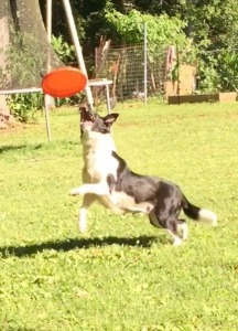 Bodak Border Collies