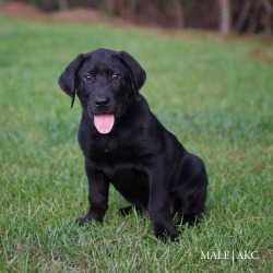 German's Labrador Retrievers