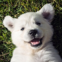 Lucky Charm Golden Retrievers