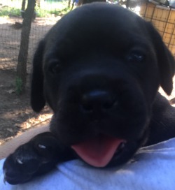 Moonlight cane corso