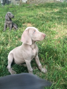 Blue Star Weimaraner's