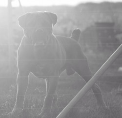 Crowned as Sovereign Boerboel