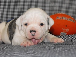 Goree Old English Bulldogs