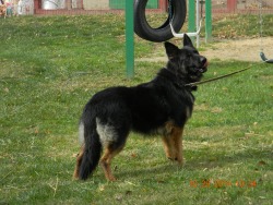 Harris Family Shepherds