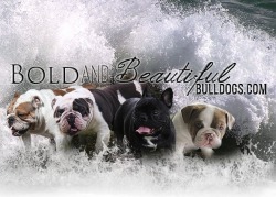 Bold and Beautiful Bulldogs