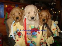 AKCGOLDENPUPPIES.COM