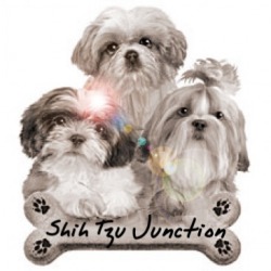 Shih tzu junction