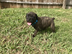 True Italian Cane Corso