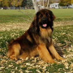 OakRidge Leonbergers